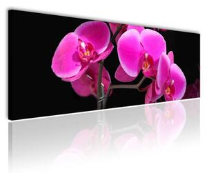 100x70 cm - Rózsaszín orchidea vászonkép