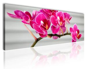 100x70 cm - Rózsaszín orchidea vászonkép