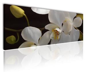 70x40 cm - Fehér orchideák vászonkép