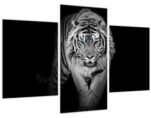Kép - Tigris kék szemekkel (90x60 cm)