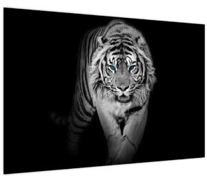 Kép - Tigris kék szemekkel (90x60 cm)