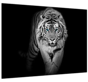 Kép - Tigris kék szemekkel (70x50 cm)