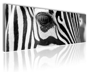 70x40 cm - Zebra szemek vászonkép
