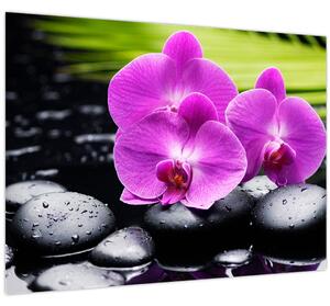 Kép - Orchideák (70x50 cm)