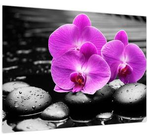 Kép - Lila orchideák (70x50 cm)