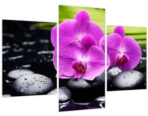 Kép - Orchideák (90x60 cm)