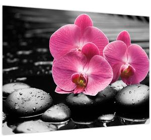 Kép - Rózsaszín orchideák (70x50 cm)