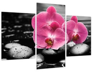 Kép - Rózsaszín orchideák (90x60 cm)