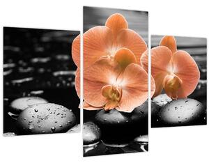 Kép - Narancssárga orchideák (90x60 cm)