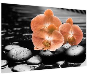 Kép - Narancssárga orchideák (90x60 cm)