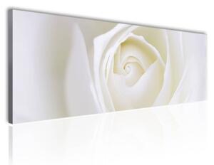 150x50 cm - Lágy fehér rózsa szirmok vászonkép