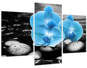 Kép - Kék orchidea (90x60 cm)