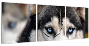 Husky kutya kép (órával) (90x30 cm)