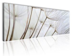 150x50 cm - Pitypang közeli vászonkép