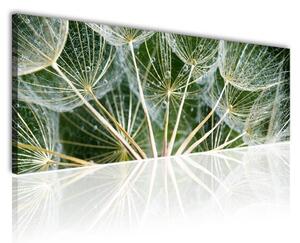 100x70 cm - Pitypang zöldben vászonkép