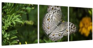 Kép - fehér pillangó (órával) (90x30 cm)