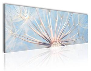 150x50 cm - Halványkék pitypang vászonkép