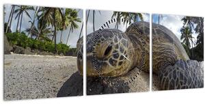 A teknős képe (órával) (90x30 cm)