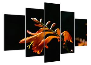 Modern kép - makró (150x105cm)