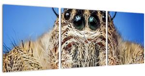 A pók részletének képe (órával) (90x30 cm)