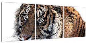 Tigris képe (órával) (90x30 cm)