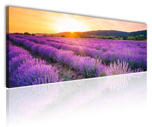 70x40 cm - Mesés levendula mező vászonkép