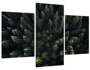 Kép - Forest (90x60 cm)
