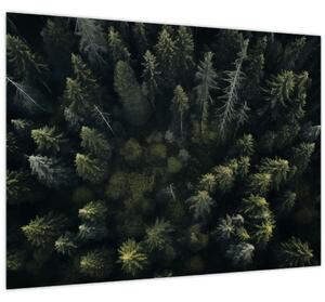 Kép - Forest (70x50 cm)