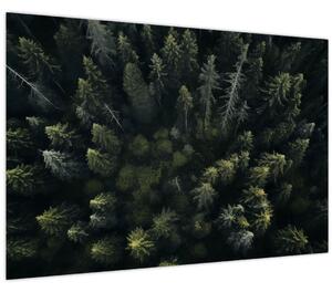 Kép - Forest (90x60 cm)