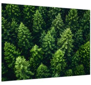 Kép - Forest (70x50 cm)