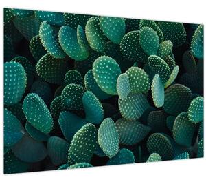 Kép - Opuntia (90x60 cm)