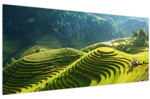 Kép - Rice Terraces koncert (120x50 cm)