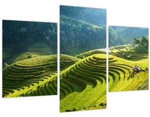 Kép - Rice Terraces koncert (90x60 cm)