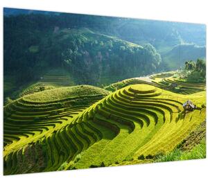 Kép - Rice Terraces koncert (90x60 cm)