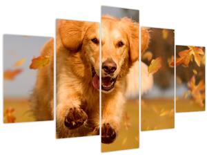 Kép - Golden Retriever (150x105 cm)