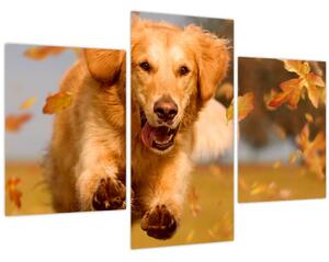 Kép - Golden Retriever (90x60 cm)