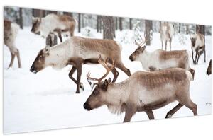 Kép - Rénszarvas (120x50 cm)