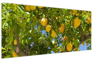 Kép - Citromfa (120x50 cm)