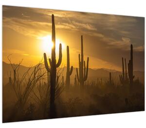 Kép - Saguaro kaktuszok (90x60 cm)