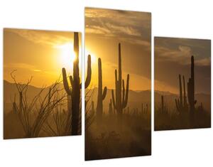 Kép - Saguaro kaktuszok (90x60 cm)