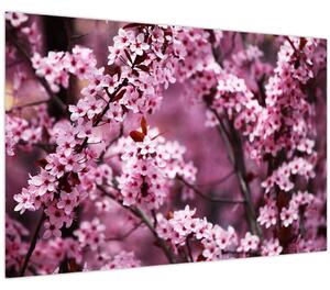 Kép - Rózsaszín sakura (90x60 cm)