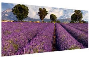 Kép - Levendula mező és hegyek (120x50 cm)