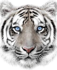 Takaró mikro kiskutya Fehér tigris