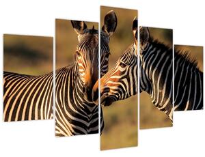 Kép - Két zebra (150x105 cm)