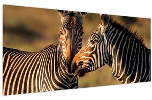Kép - Két zebra (120x50 cm)
