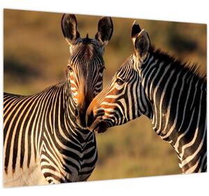 Kép - Két zebra (70x50 cm)