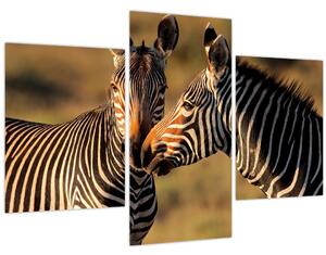 Kép - Két zebra (90x60 cm)