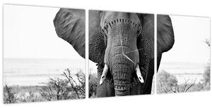 Kép - Afrikai elefánt II. (órával) (90x30 cm)