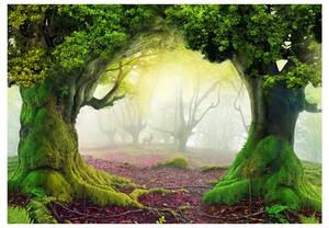 Fotótapéta - Enchanted forest