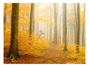 Fotótapéta - forest - autumn